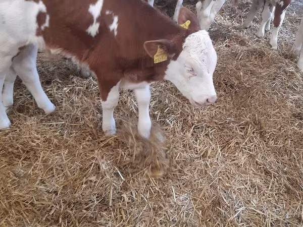 Cattle (batch, sex not specified), Simmental cattle
