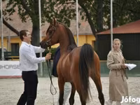 Pastuv, Arabian horse — fotografija 2
