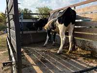 Krowa, Russian Black pied cattle — zdjęcie 1