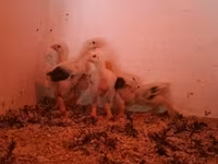 Chickens — fotografija 7