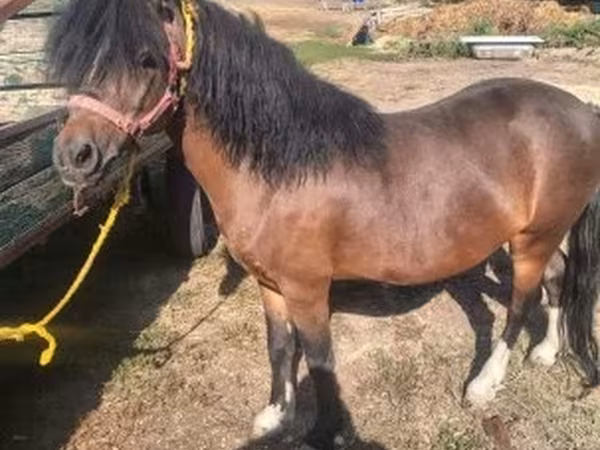 公马, Horses