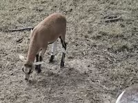 भेड़, Cameroon sheep — फ़ोटो 5