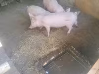 Säue, Schweine — Foto 3
