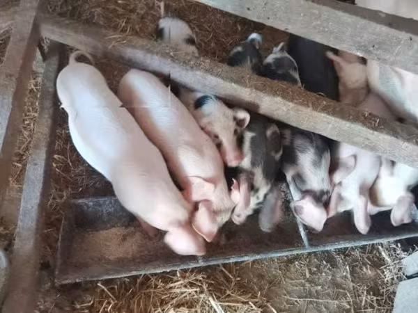 Locha, Świnie — Węgry