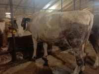 Cow, Simmental cattle — photo 4