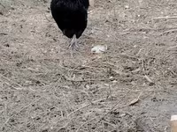 Chickens — 6-сурет