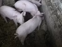 Świnie (partia, płeć nieokreślona) — zdjęcie 2