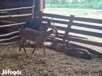 公山羊, Goats — 照片 3