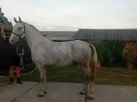 حصان, Lipizzaner — الصورة 2