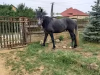 Hengst, Lipizzaner — Foto 2