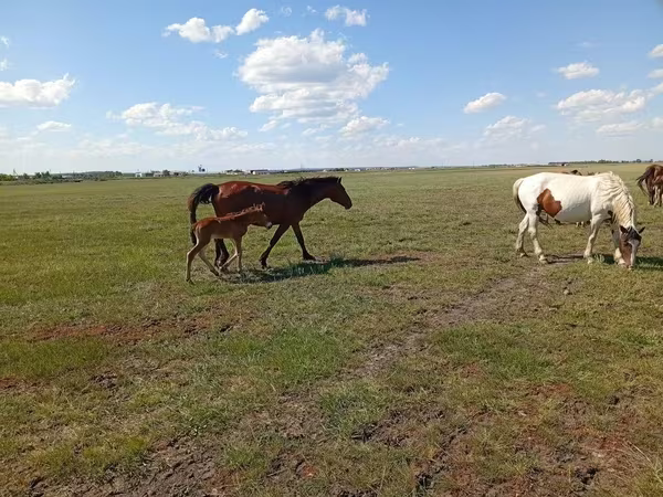 Kobila, Kinsky horse