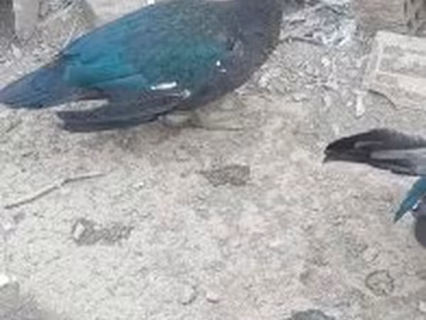 مسكوفي منزلي