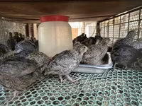 Quails — الصورة 1