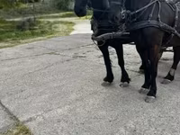 Koń, Friesian — zdjęcie 5