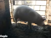 母猪, Pigs — 照片 2
