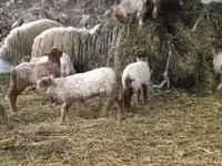 Schaf, Racka sheep — Foto 3