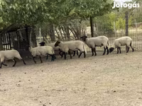 Widder, Blackheaded Persian sheep — Foto 2