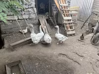 Geese — Foto 1