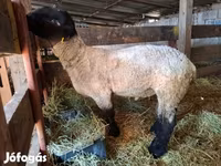 Schaf, White Suffolk sheep — Foto 3