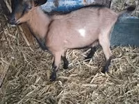 تيس, Alpine goat — الصورة 2