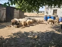 Qoç, Racka sheep — foto 2