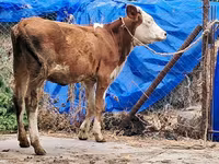 Cow, Simmental cattle — photo 7