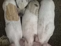 Verro, Мангалица — foto 1