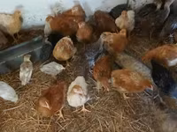 Chickens — 照片 2