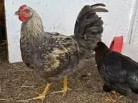 Chickens — zdjęcie 2