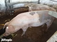 母猪, Pigs — 照片 5