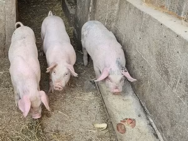 Świnie (partia, płeć nieokreślona), Świnie — Węgry