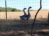 Geese — Foto 1