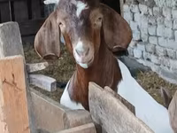 Cabro, Boer goat — foto 2