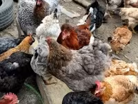 Chickens — 照片 1