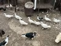 Ducks — foto 1