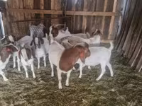 Jarac, Boer goat — fotografija 3