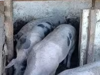 Schweine (Partie, Geschlecht nicht angegeben), Schweine — Foto 5