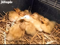 Ducks — fotografija 1