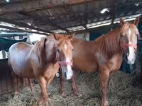 घोड़ी, घोड़े — फ़ोटो 2