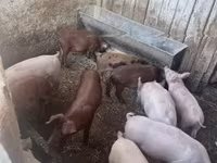 Świnie (partia, płeć nieokreślona) — zdjęcie 2