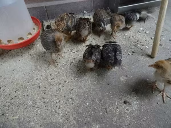 Chickens — Węgry