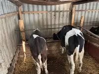 Byk, Bydło — zdjęcie 2