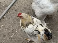 Chickens — zdjęcie 4