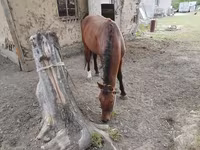 Pastuv, Karachay horse — fotografija 3