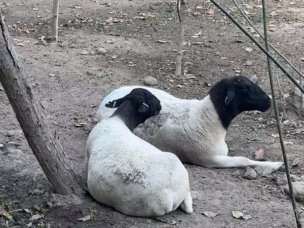 Schaf, Dorper sheep