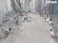 Chickens — photo 3