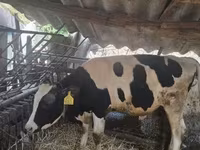 Bulle, Holstein-Rasse — Foto 6