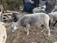 كبش, Merino sheep — الصورة 2