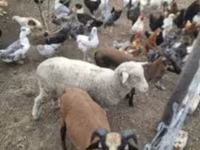 Schaf, Merino sheep — Foto 3
