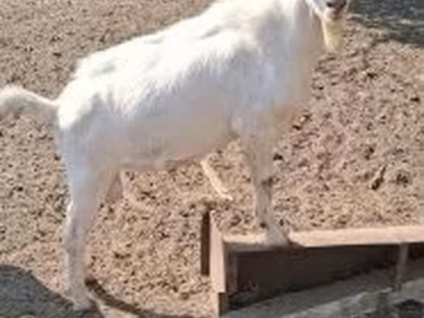 Теке, Saanen goat
